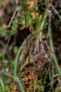 David Plant Photography - Wildlife Photography - Three-flowered rush - H