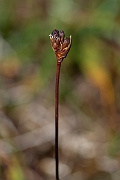 David Plant Photography - Wildlife Photography - Three-flowered rush - J