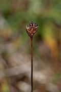 David Plant Photography - Wildlife Photography - Three-flowered rush - K