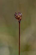 David Plant Photography - Wildlife Photography - Three-flowered rush - L