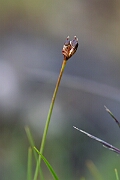 David Plant Photography - Wildlife Photography - Three-flowered rush - M