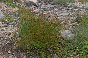 David Plant Photography - Wildlife Photography - Three-leaved rush - B
