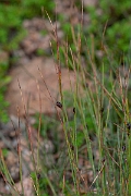 David Plant Photography - Wildlife Photography - Three-leaved rush - C