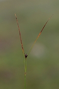 David Plant Photography - Wildlife Photography - Three-leaved rush - D