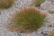 David Plant Photography - Wildlife Photography - Three-leaved rush - F