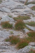 David Plant Photography - Wildlife Photography - Three-leaved rush - G