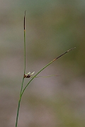 David Plant Photography - Wildlife Photography - Three-leaved rush - I