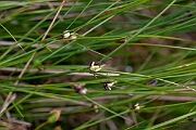 David Plant Photography - Wildlife Photography - Three-leaved rush - L