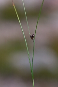 David Plant Photography - Wildlife Photography - Three-leaved rush - M