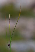 David Plant Photography - Wildlife Photography - Three-leaved rush - N