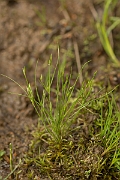 David Plant Photography - Wildlife Photography - Toad rush - A