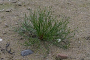 David Plant Photography - Wildlife Photography - Toad rush - D