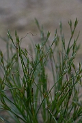 David Plant Photography - Wildlife Photography - Toad rush - E