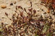 David Plant Photography - Wildlife Photography - Toad rush - F