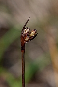 David Plant Photography - Wildlife Photography - Two-flowered rush - A