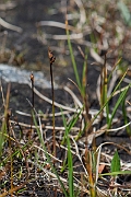 David Plant Photography - Wildlife Photography - Two-flowered rush - C