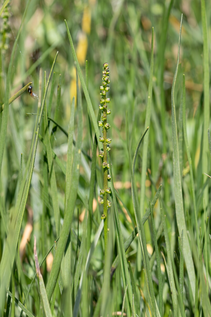 David Plant Photography - Wildlife Photography - Sea arrowgrass- C.jpg - Sea arrowgrass, Triglochin maritima - North Somerset