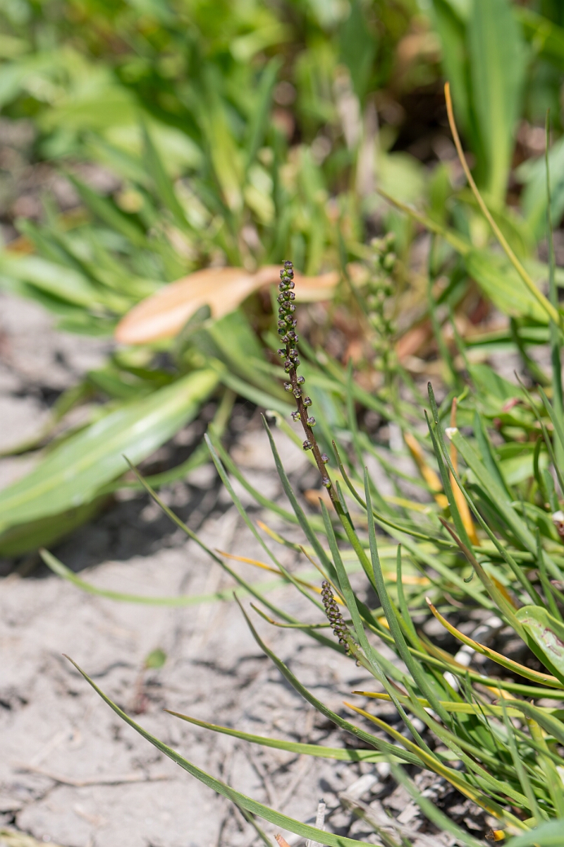 David Plant Photography - Wildlife Photography - Sea arrowgrass- D.jpg - Sea arrowgrass, Triglochin maritima - North Somerset