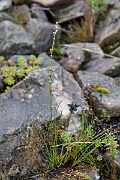 David Plant Photography - Wildlife Photography - Marsh arrowgrass - B