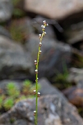 David Plant Photography - Wildlife Photography - Marsh arrowgrass - C