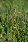 David Plant Photography - Wildlife Photography - Sea arrowgrass- A