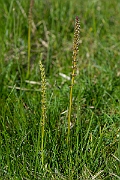 David Plant Photography - Wildlife Photography - Sea arrowgrass- B