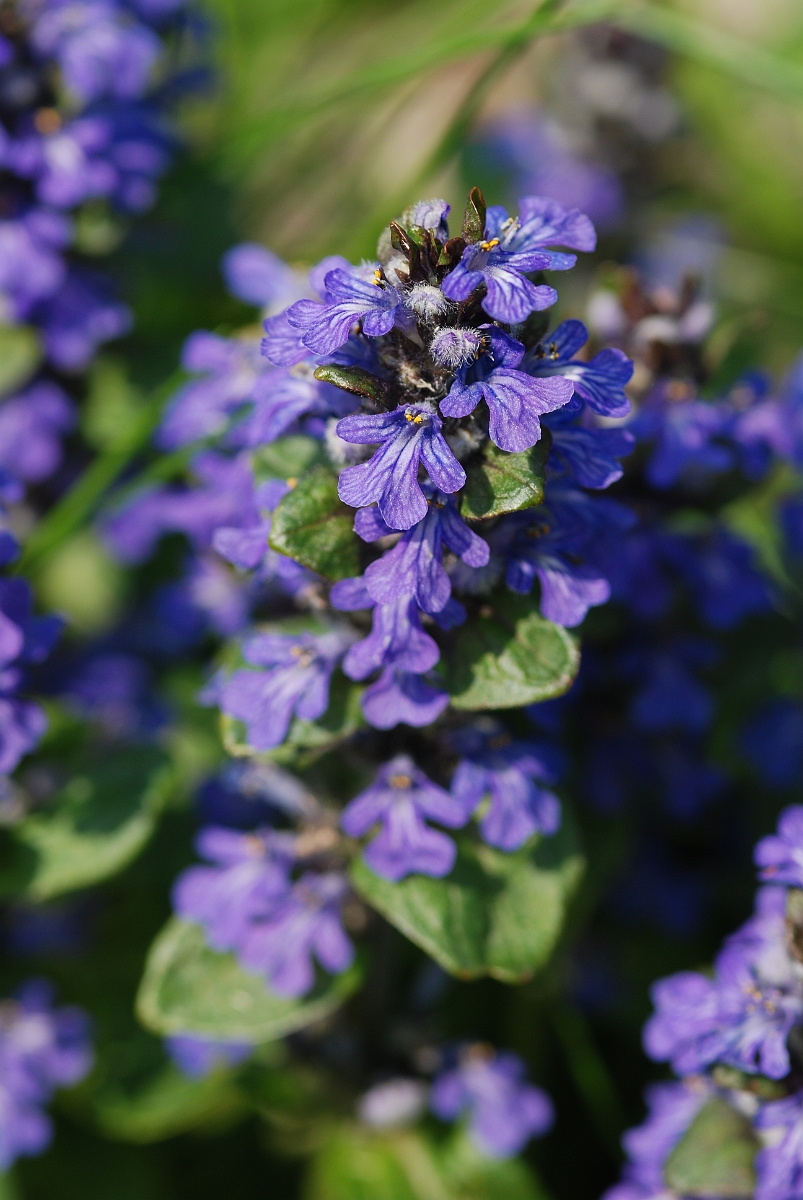 David Plant Photography - Wildlife Photographer - Bugle - A.JPG - Bugle - Cotswolds