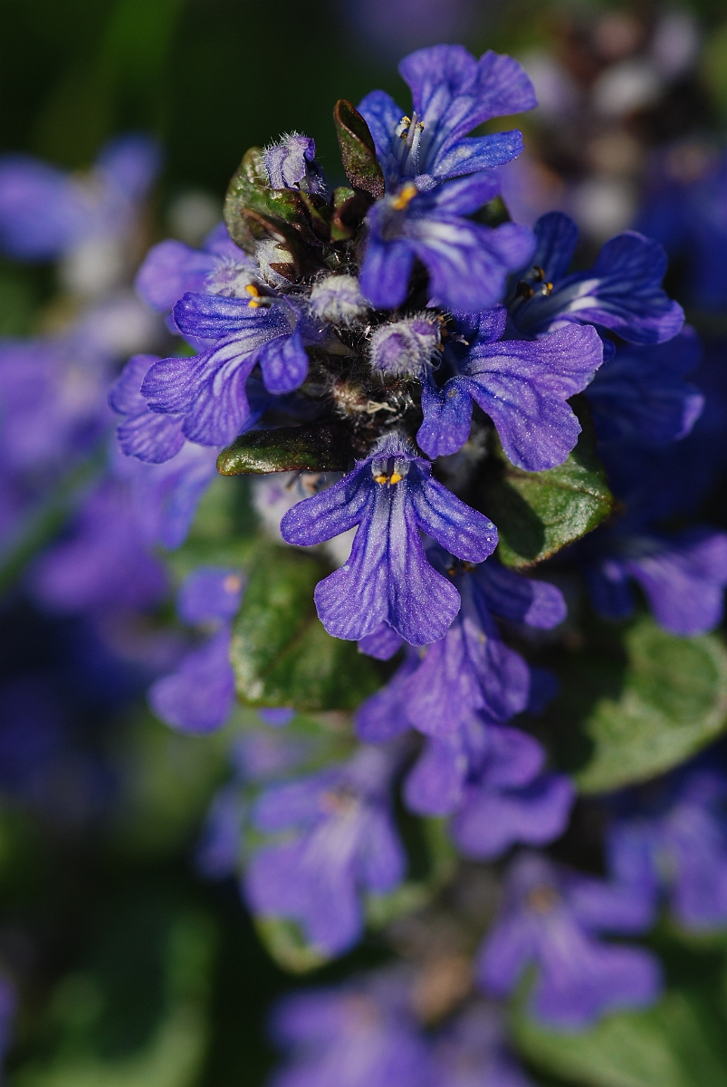 David Plant Photography - Wildlife Photographer - Bugle close-up - B.JPG - Bugle close-up - Cotswolds