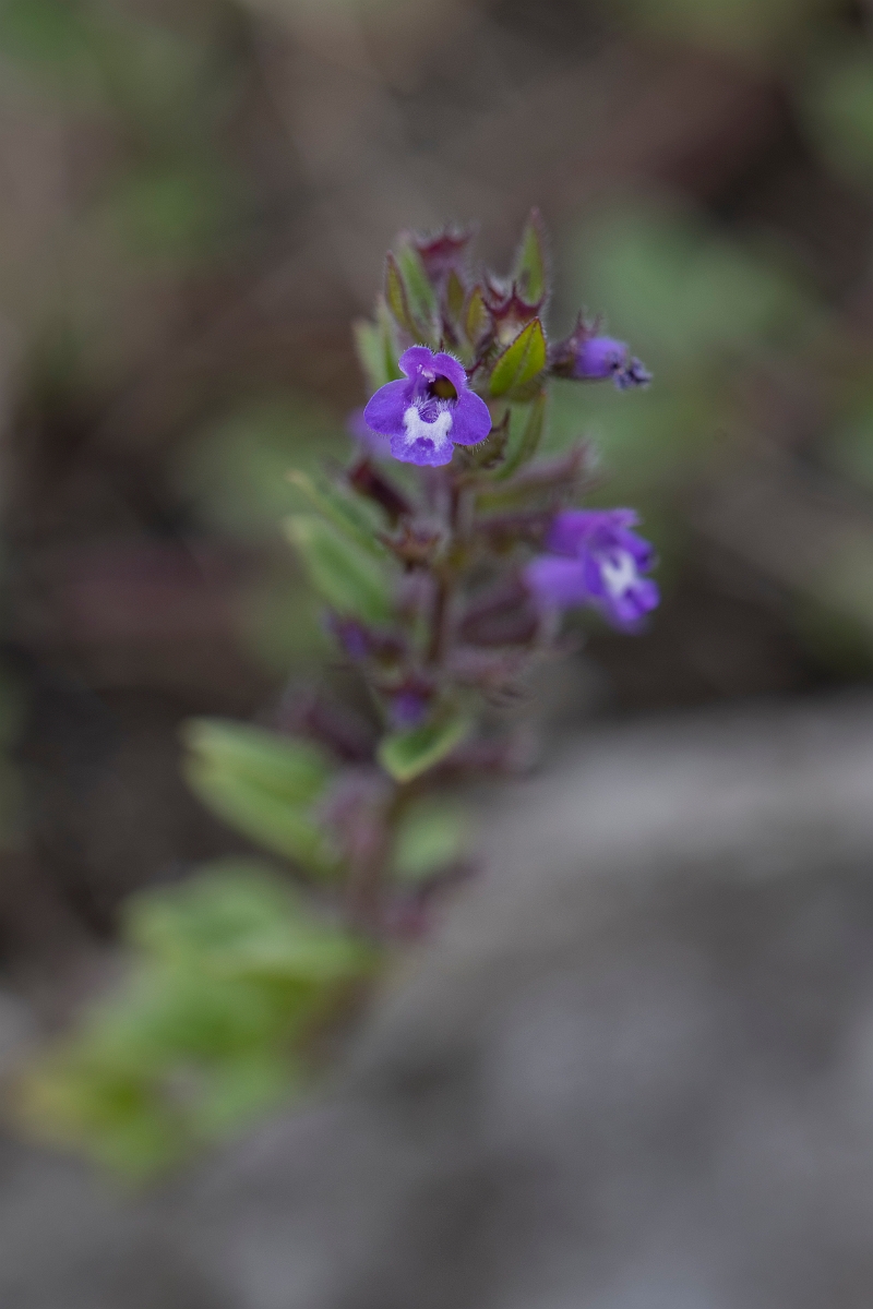 David Plant Photography - Wildlife Photography - Basil thyme - D.JPG - Basil thyme - Bristol