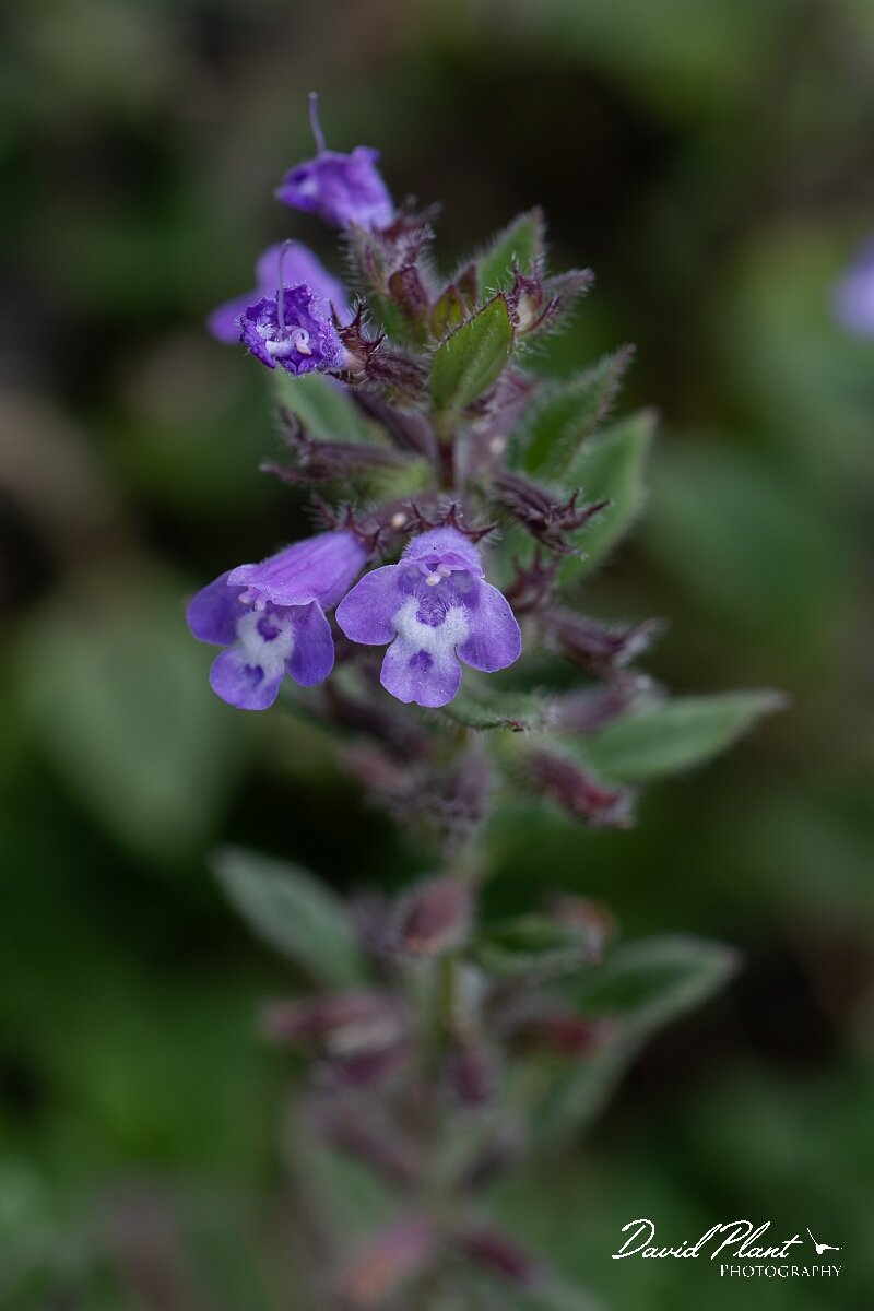 David Plant Photography - Wildlife Photography - Basil thyme - G.jpg - Basil thyme, Clinopodium acinos - Bristol