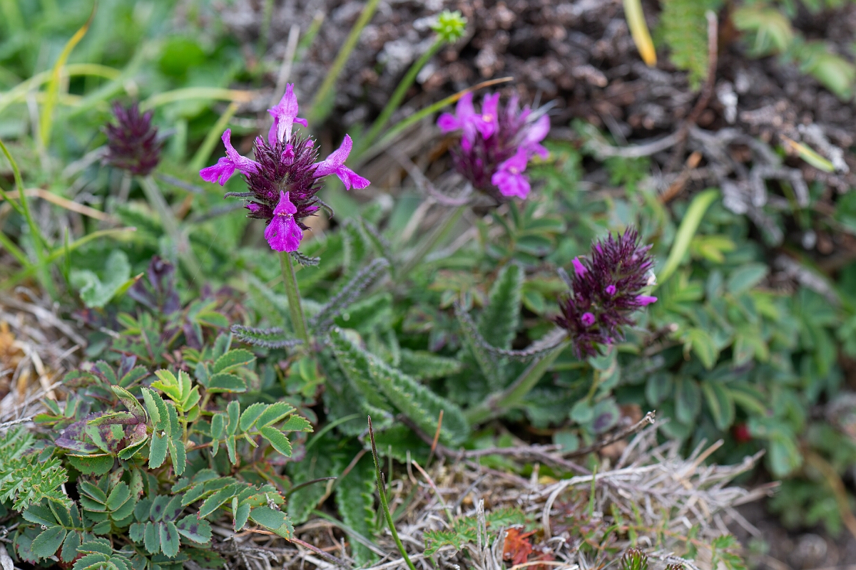 David Plant Photography - Wildlife Photography - Betony - C.jpg - Betony - Cornwall