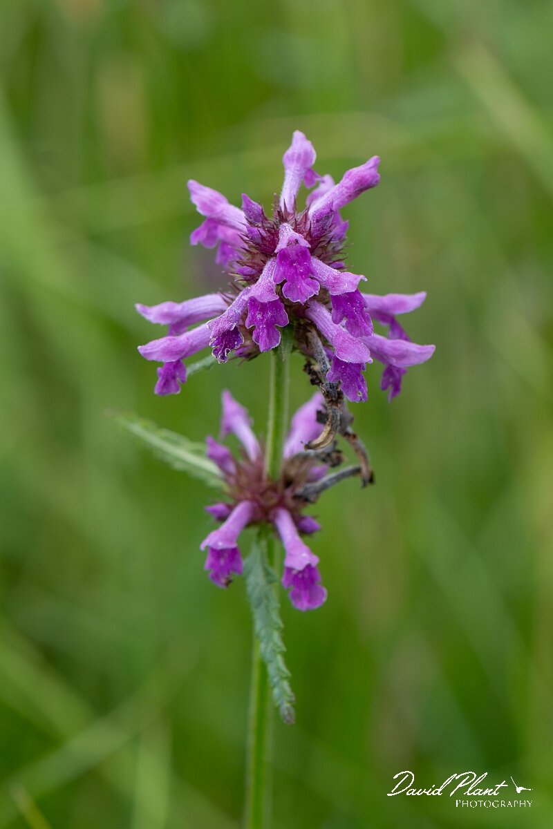 David Plant Photography - Wildlife Photography - Betony - D.jpg - Betony, Betonica officinalis - Gloucestershire