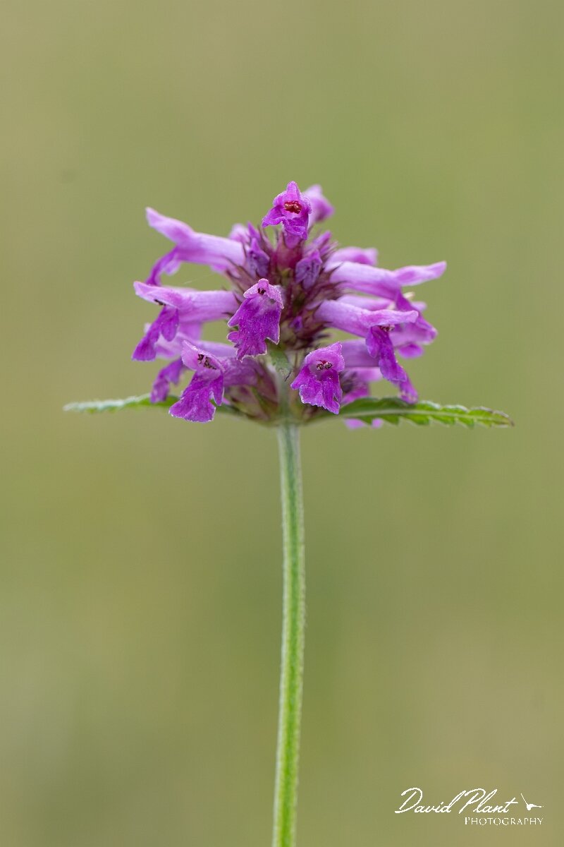 David Plant Photography - Wildlife Photography - Betony - E.jpg - Betony, Betonica officinalis - Gloucestershire