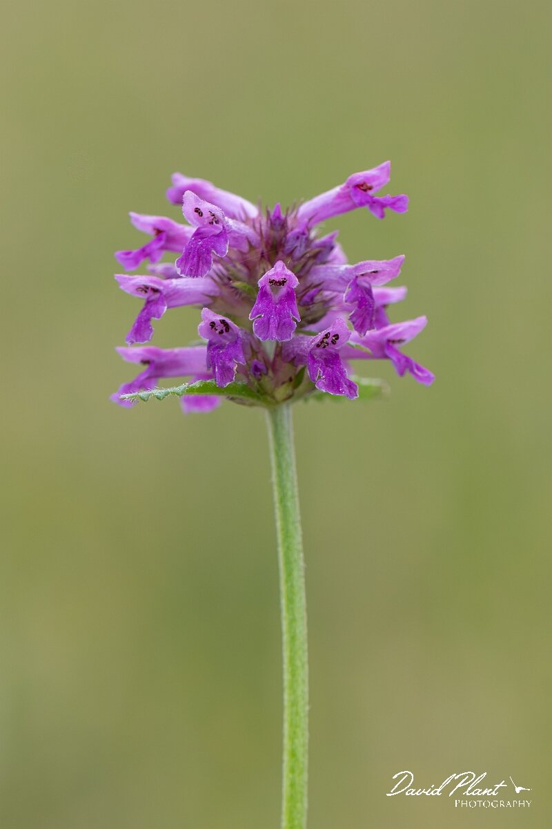 David Plant Photography - Wildlife Photography - Betony - F.jpg - Betony, Betonica officinalis - Gloucestershire
