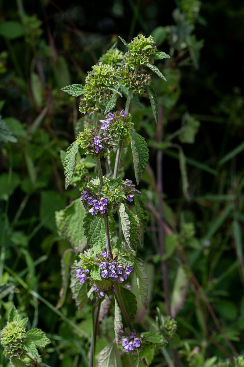 David Plant Photography - Wildlife Photography - Black horehound - B.jpg - Black horehound - Cambridgeshire