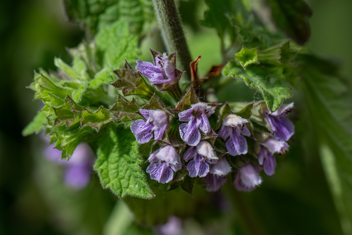 David Plant Photography - Wildlife Photography - Black horehound - C.jpg - Black horehound - Cambridgeshire