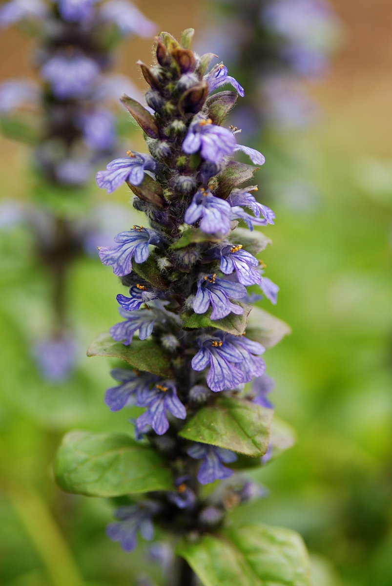 David Plant Photography - Wildlife Photography - Bugle - C.jpg - Bugle spike - Cotswolds