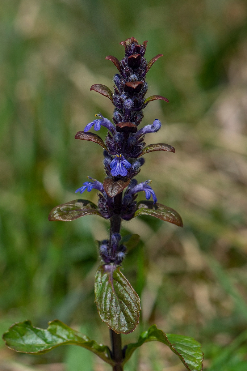 David Plant Photography - Wildlife Photography - Bugle - D.JPG - Bugle - Perthshire