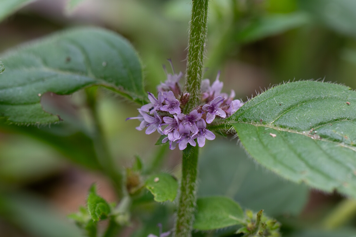 David Plant Photography - Wildlife Photography - Corn mint - B.jpg - Corn mint - Perthshire