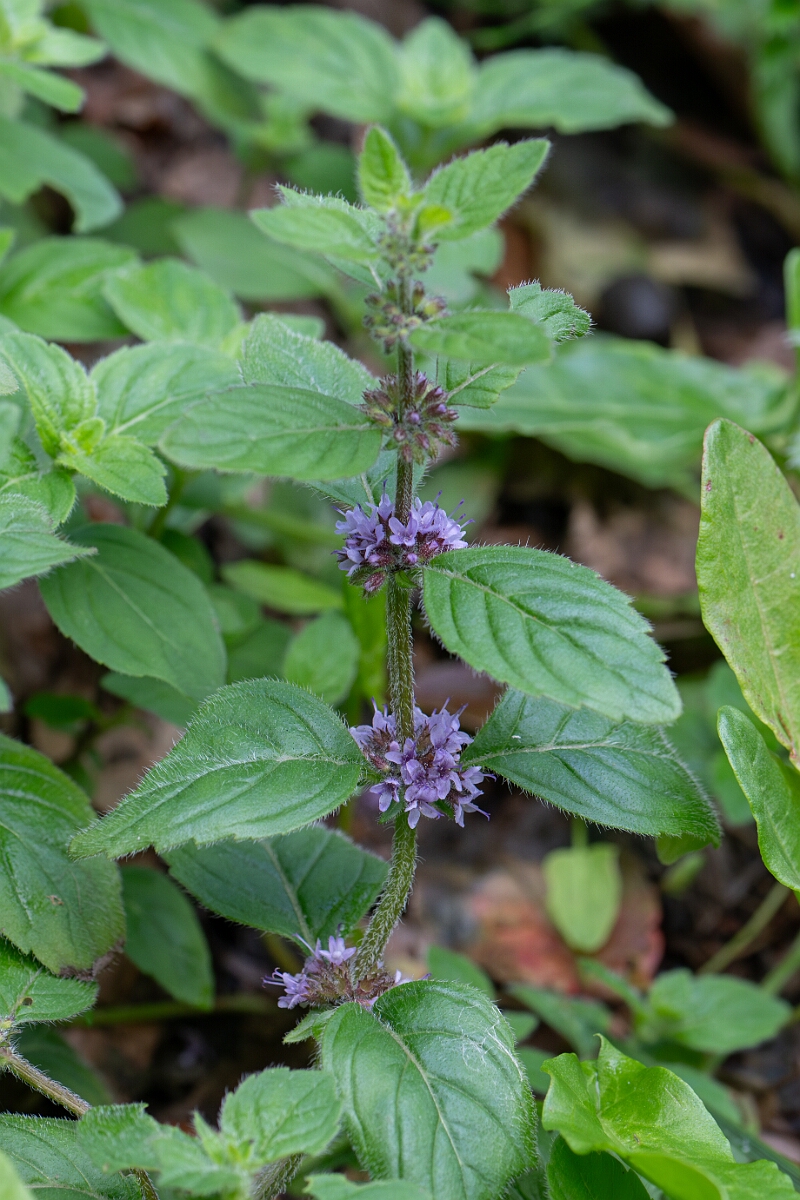 David Plant Photography - Wildlife Photography - Corn mint - D.jpg - Corn mint - Perthshire