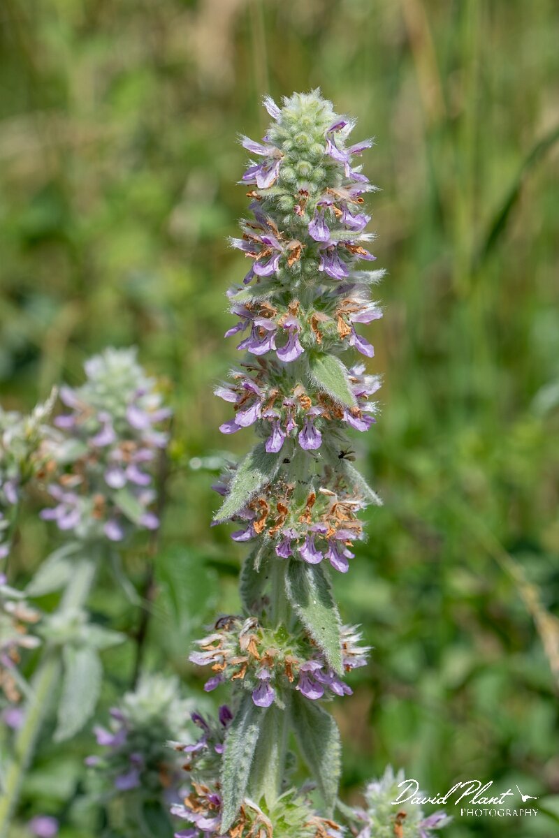 David Plant Photography - Wildlife Photography - Downy woundwort - A.jpg - Downy woundwort, Stachys germanica - Oxfordshire
