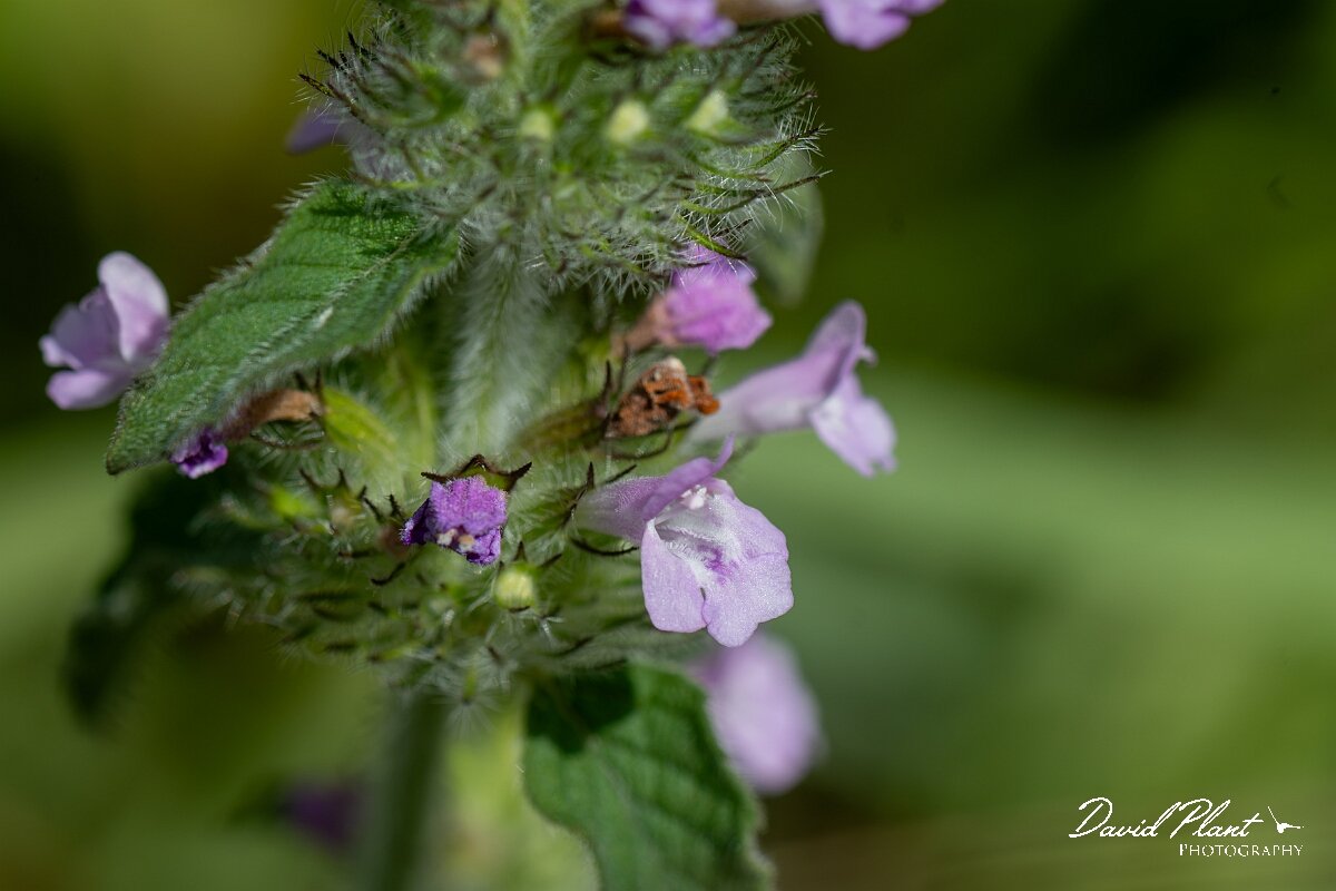 David Plant Photography - Wildlife Photography - Downy woundwort - B.jpg - Downy woundwort, Stachys germanica, flower - Oxfordshire