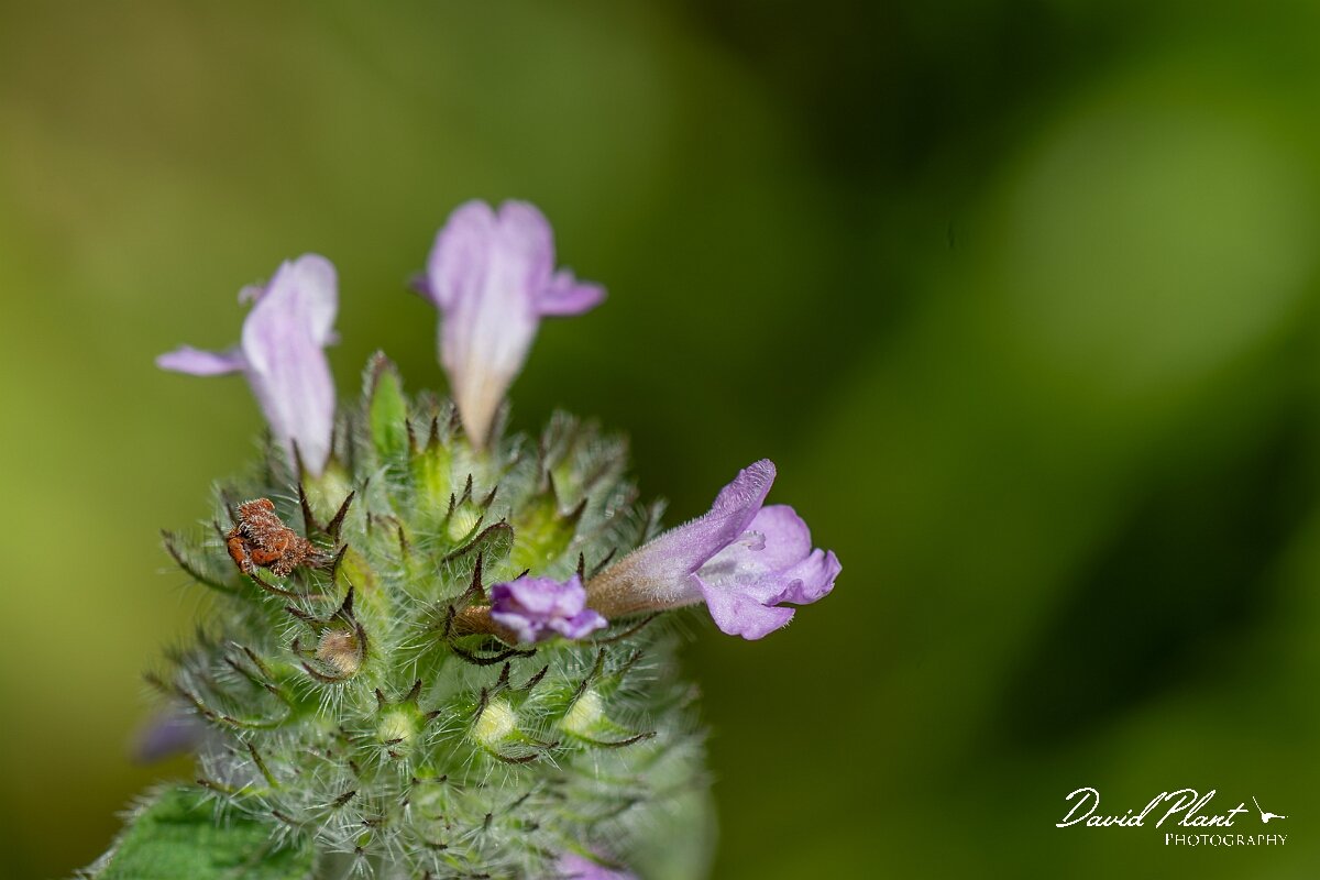 David Plant Photography - Wildlife Photography - Downy woundwort - C.jpg - Downy woundwort, Stachys germanica, flower - Oxfordshire