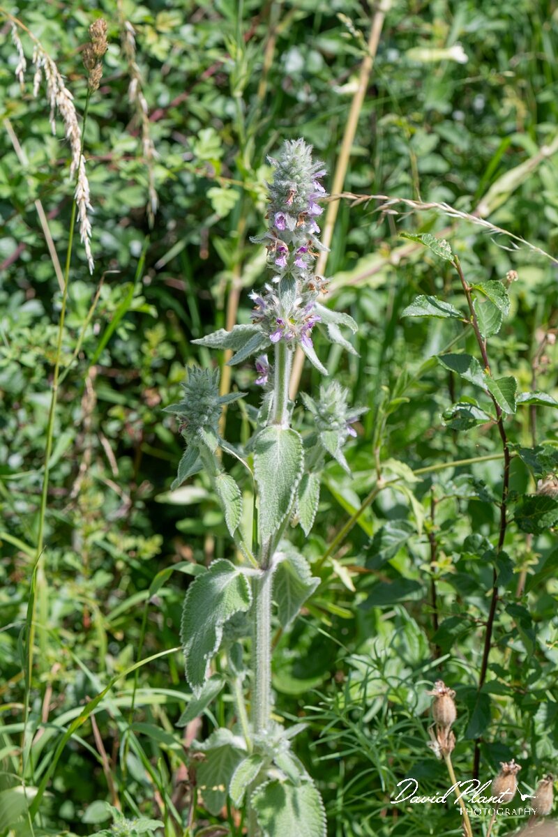 David Plant Photography - Wildlife Photography - Downy woundwort - D.jpg - Downy woundwort, Stachys germanica - Oxfordshire