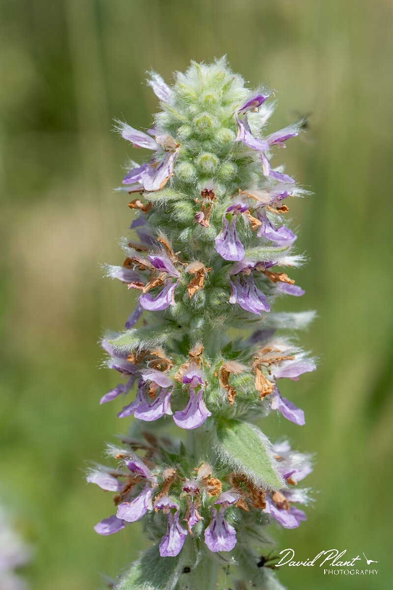 David Plant Photography - Wildlife Photography - Downy woundwort - E.jpg - Downy woundwort, Stachys germanica - Oxfordshire