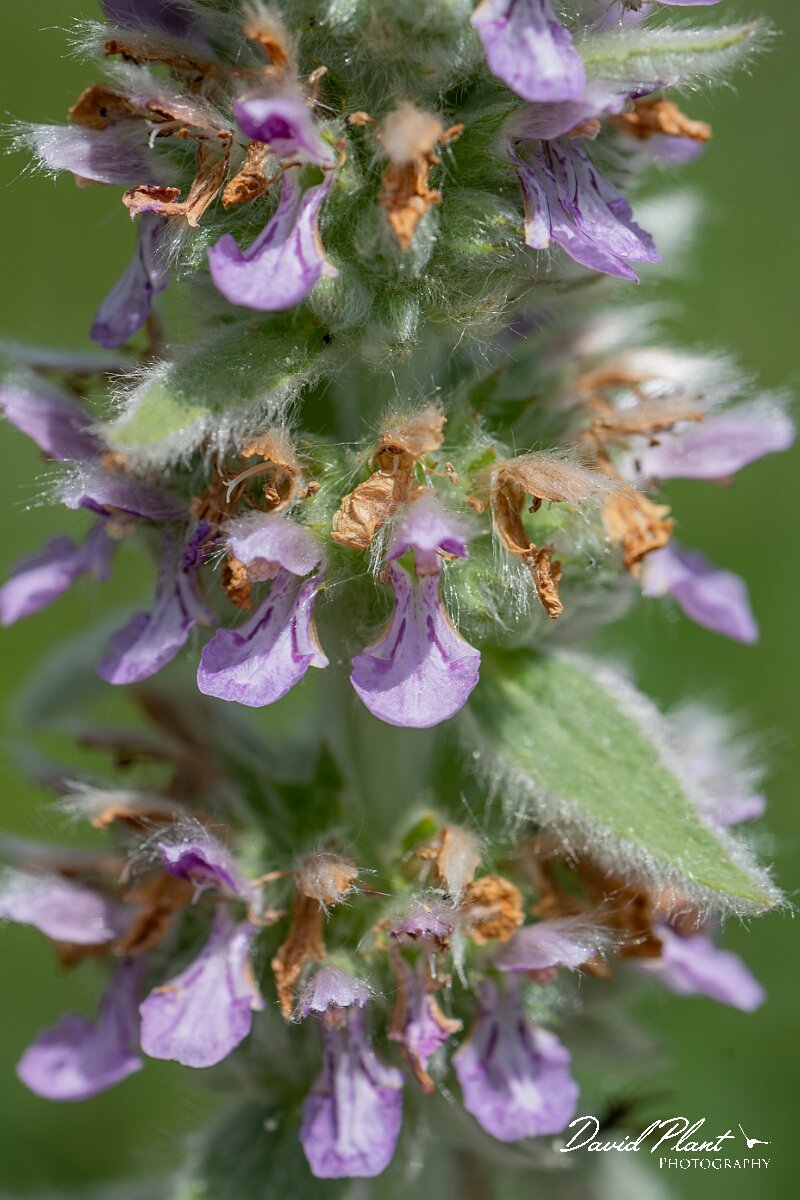 David Plant Photography - Wildlife Photography - Downy woundwort - F.jpg - Downy woundwort, Stachys germanica - Oxfordshire