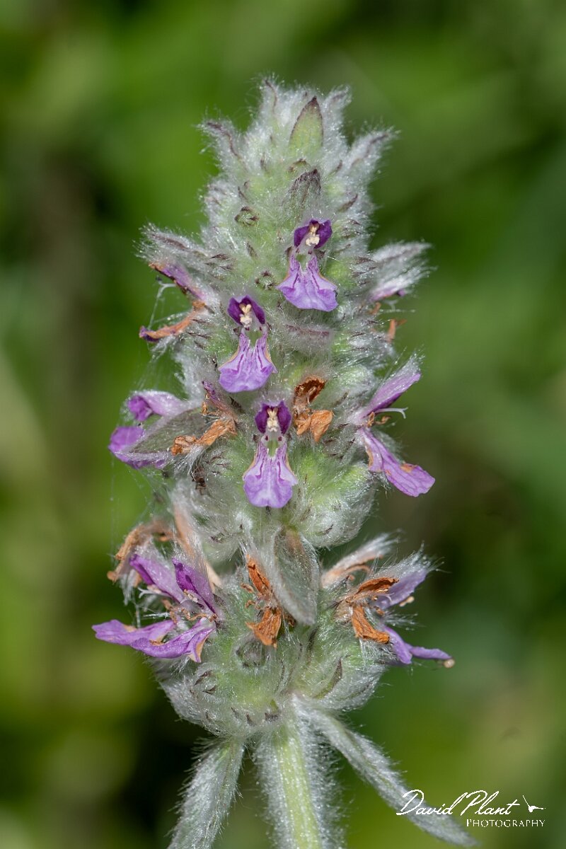 David Plant Photography - Wildlife Photography - Downy woundwort - G.jpg - Downy woundwort, Stachys germanica - Oxfordshire