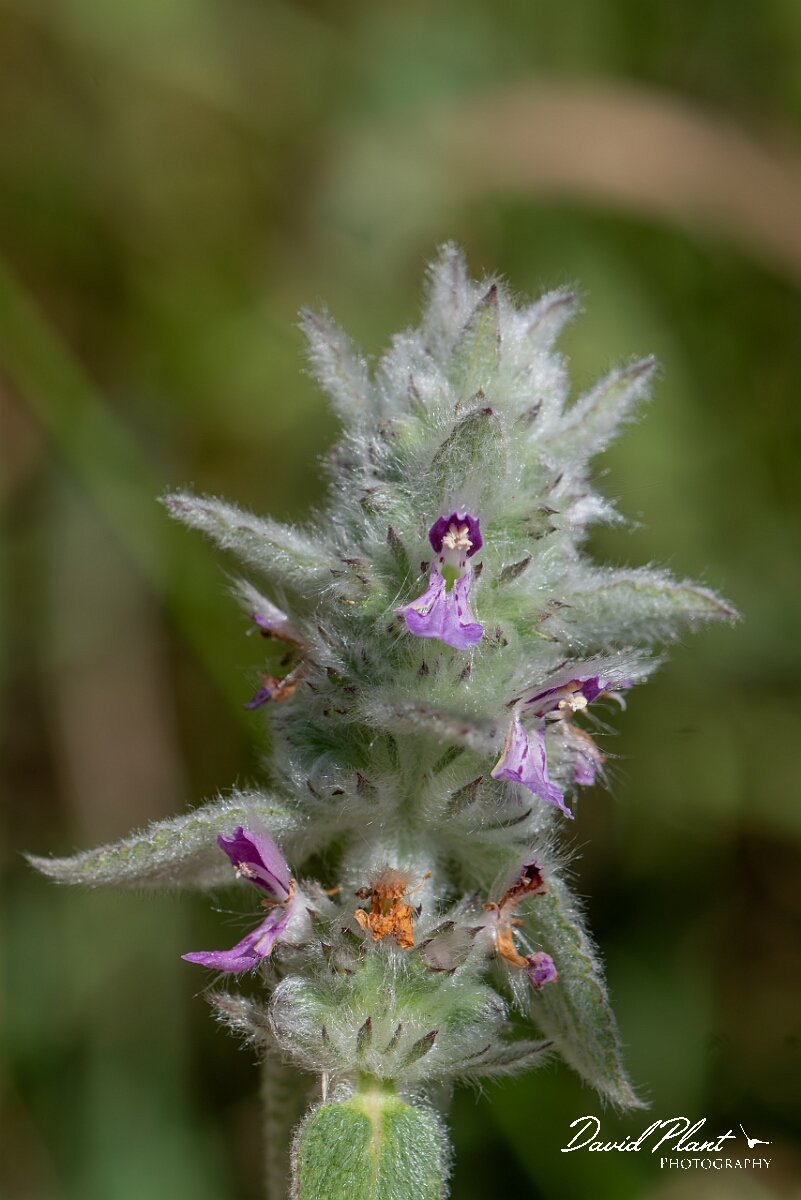David Plant Photography - Wildlife Photography - Downy woundwort - H.jpg - Downy woundwort, Stachys germanica - Oxfordshire