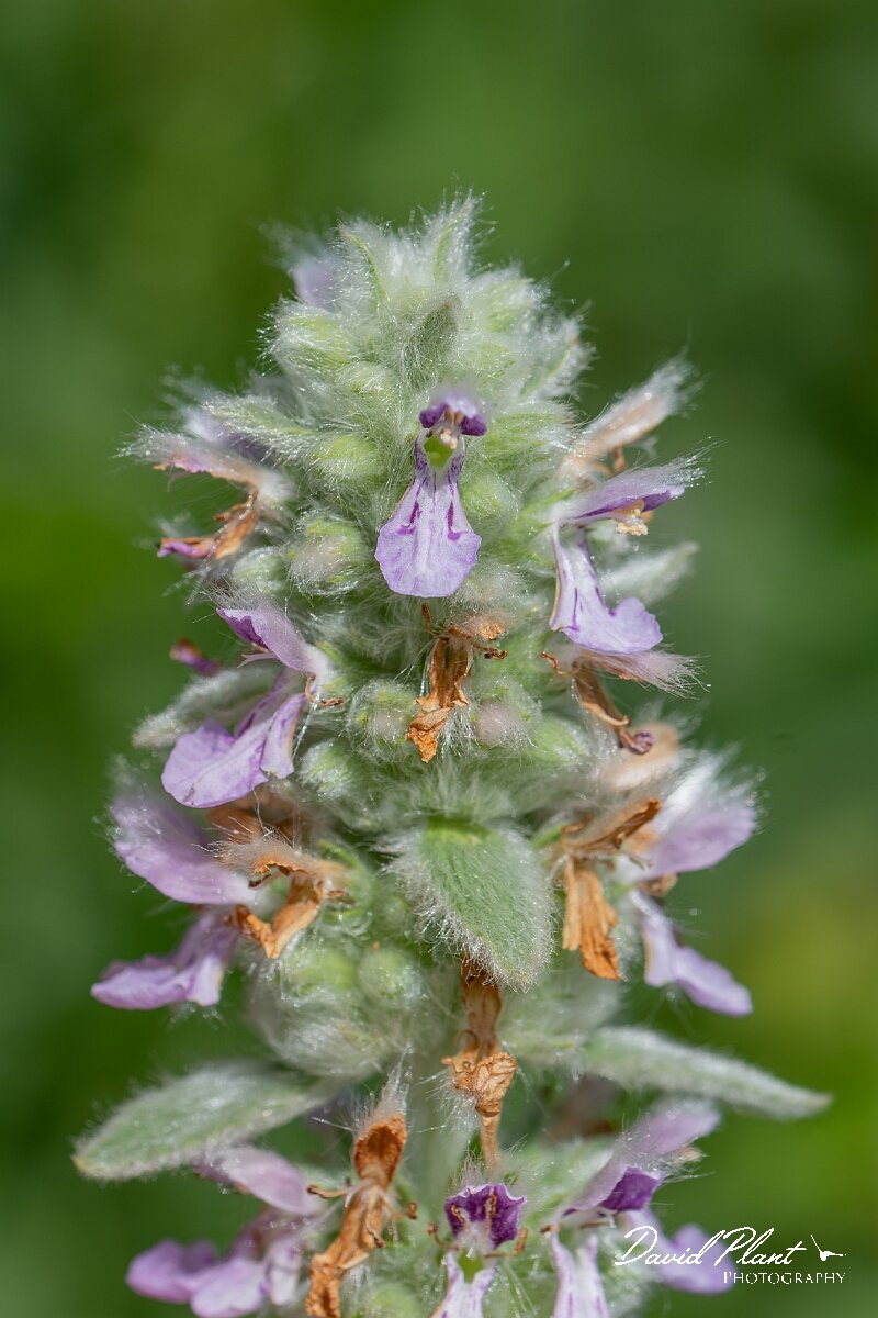 David Plant Photography - Wildlife Photography - Downy woundwort - I.jpg - Downy woundwort, Stachys germanica - Oxfordshire