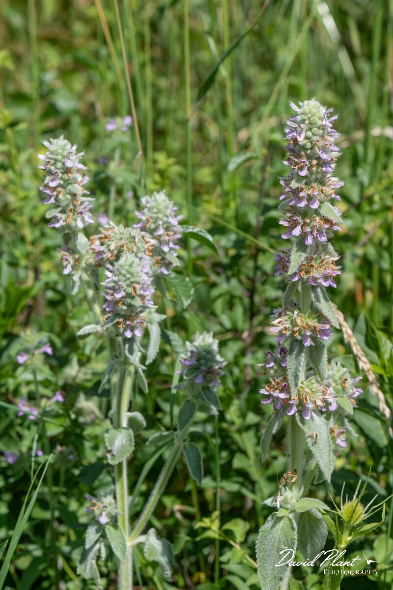 David Plant Photography - Wildlife Photography - Downy woundwort - J.jpg - Downy woundwort, Stachys germanica - Oxfordshire